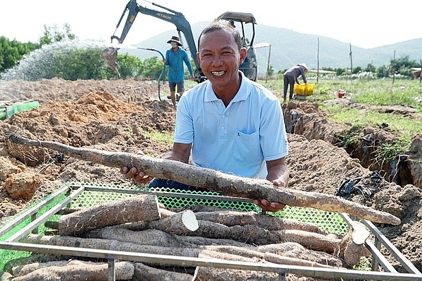 Ông Nguyễn Quốc Tuấn bên sọt khoai mài vừa thu hoạch. Ảnh: Trường Hà