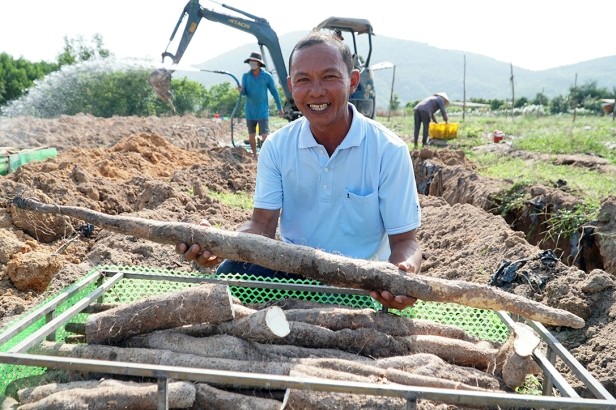 Loại củ xù xì, xấu xí có gì đặc biệt mà người trồng phải dùng máy xúc thu hoạch, bỏ túi tiền tỷ mỗi năm