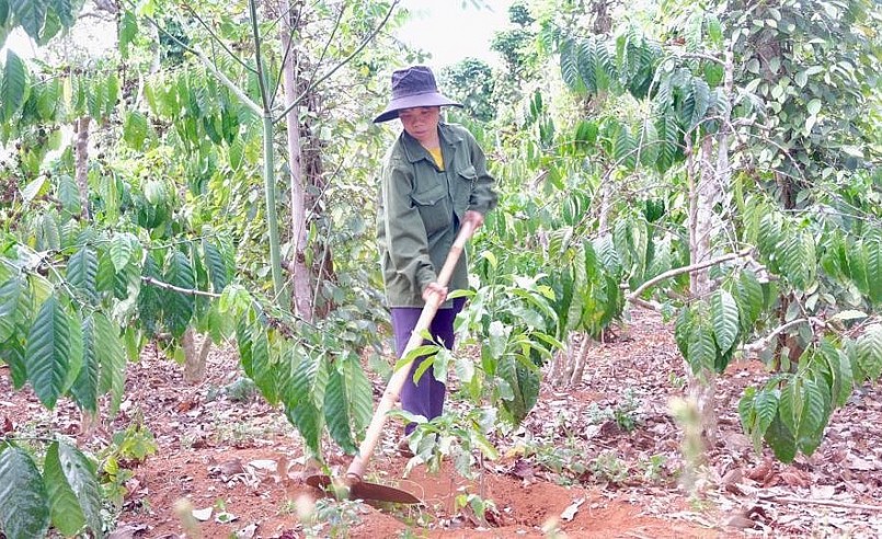 Những vườn cà phê kém hiệu quả được người dân trồng xen cây dổi.