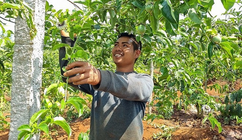 Người trồng chanh dây ở Gia Lai đang có thu nhập cao bởi được mùa, được giá.
