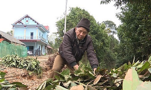 Ông Triệu Tiến Thanh, thôn Bản Lắp, xã Nậm Đét, huyện Bắc Hà đã trồng được tổng cộng 20 ha quế.