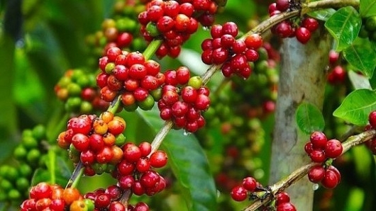 Giá nông sản hôm nay 12/4:  Cà phê bật tăng robusta lập đỉnh, hồ tiêu nhúc nhích lấy lại mốc 66.000 đồng/kg
