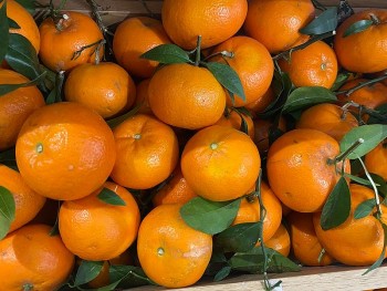 Loại cam vàng như quýt Úc, ngọt như đường phèn có giá rẻ bèo ở chợ đầu mối