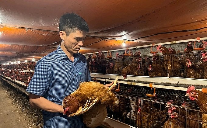Anh Nguyễn Xuân Minh đang kiểm tra đàn gà đẻ trứng.