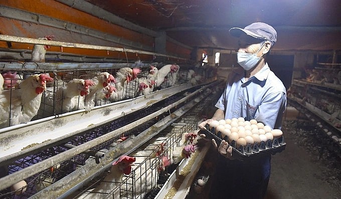 Mỗi ngày, anh thu hoạch khoảng 19.000 quả trứng bán ra thị trường.