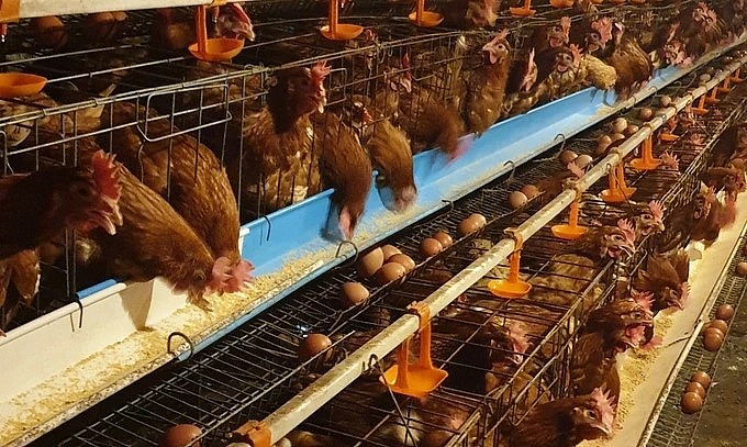 Hiện trang trại của anh Minh có khoảng 20.000 con gà đẻ trứng.