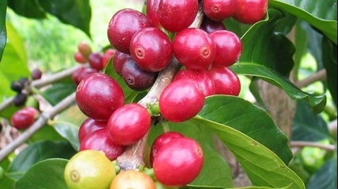 Giá nông sản hôm nay 13/4:  Cà phê kỳ hạn giảm đà tăng, robusta vẫn khởi sắc, hồ tiêu kịch trần 66.000 đồng/kg