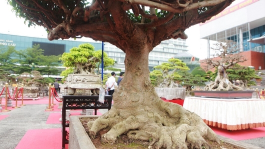Sanh bonsai 'Chùa Một Cột" ngàn năm lịch sử lồng cổ thụ vì sao chủ cũ tìm mua lại với giá 4 tỷ?
