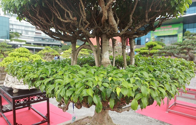 Cây sanh bonsai cổ thụ có tuổi đời gần 100 năm.