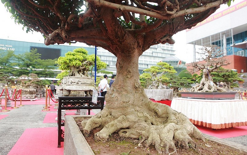 Tác phẩm sanh bonsai Chùa Một Cột chỉ có một, không có tác phẩm thứ hai.