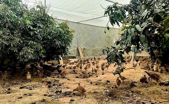 Trang trại chim trĩ của gia đình chị Châu lên tới hơn 2.000 con.