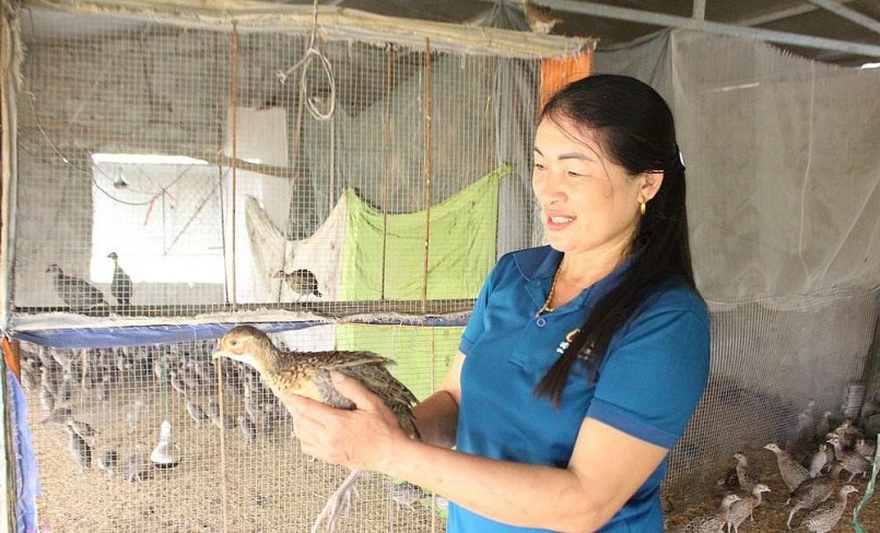Theo chị Châu khó khăn nhất trong việc nuôi chim trĩ là giai đoạn úm con giống.