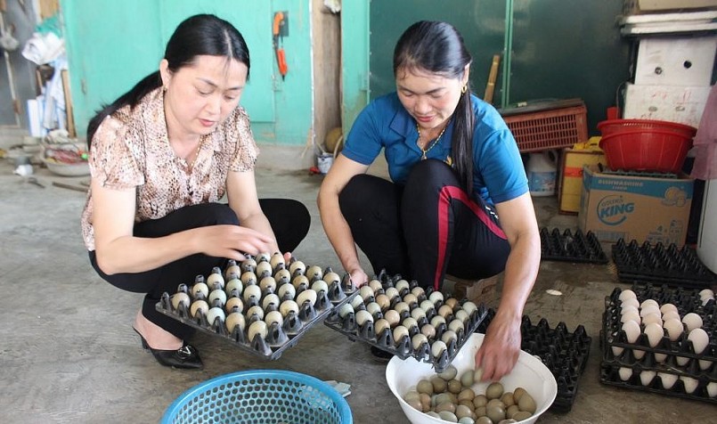 Mỗi ngày, từ đàn chim trĩ chị Châu thu hoạch từ 120 – 130 quả trứng. Hiện tại trứng chim trĩ có giá nhập 7.000 đồng/ kg.