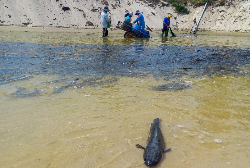 Đến nay ở xã Ngư Thủy Bắc đã có gần 200 hộ gia đình nuôi cá lóc trên cát.