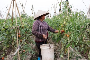 Hưng Yên đã thu hoạch được gần 1 nghìn héc-ta rau màu vụ xuân