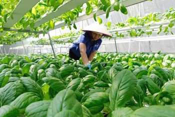 Hưng Yên: Nông dân thi đua sản xuất, kinh doanh giỏi