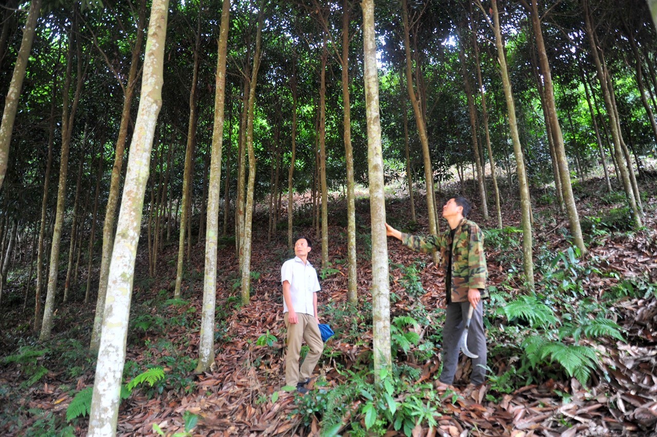 Trồng quế thành rừng, bán cả lá lẫn vỏ, nông dân Tuyên Quang thu tiền đều tay