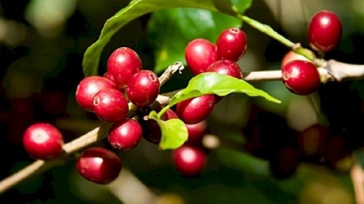 Giá nông sản hôm nay 14/4:  Cà phê sàn kỳ hạn tăng tưng bừng, hồ tiêu chững lại kịch trần 66.000 đồng/kg