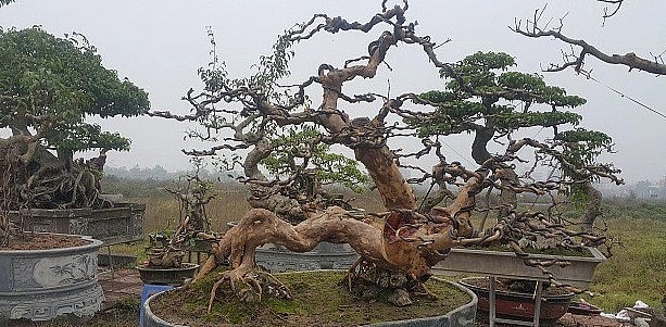 cây ổi độc đáo này từng được nhiều đại gia ở một số tỉnh chú ý và đến thăm xem cây và hỏi mua. 