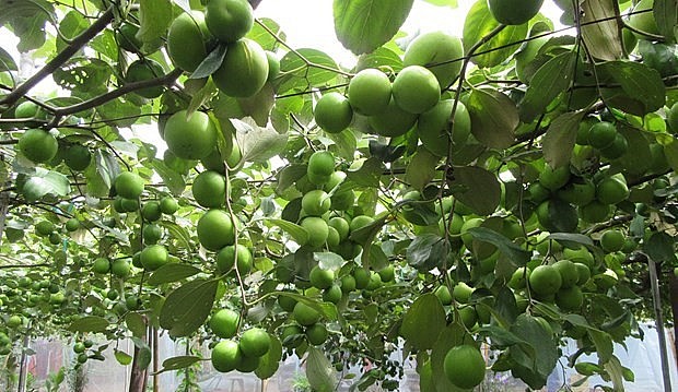 Giống táo bom có năng suất bình quân đạt từ 50 - 60 tấn/ha/vụ; trồng trong điều kiện thâm canh có thể đạt 70 tấn/ha/vụ. 