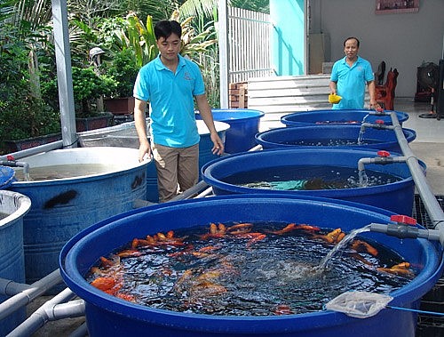 TP.HCM: Xuất khẩu cá cảnh thu về “triệu đô”