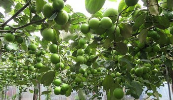 Giống táo bom được công nhận trồng nhân rộng tại Ninh Thuận kỳ vọng mỗi vụ thu 70 tấn/ha