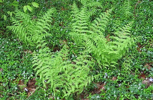 Cây dương xỉ thường mọc hoang trong rừng và được nhiều nước sử dụng làm thực phẩm.