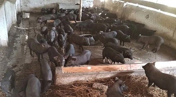Trang trại nuôi lợn đen bản địa của anh Phan Văn Tuân.