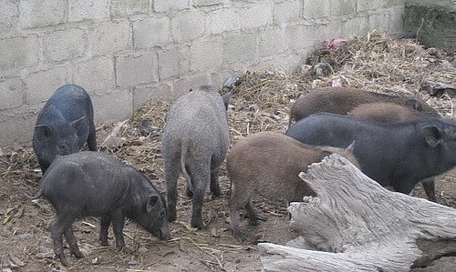 Với hình thức chăn thả dân dã, việc chăn nuôi giống lợn đen địa phương đem lại hiệu quả kinh tế cao.