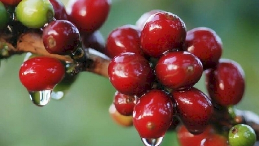 Giá nông sản hôm nay 15/4:  Cà phê bất ngờ lao dốc đỏ sàn, hồ tiêu vẫn đi ngang giữ mốc 66.000 đồng/kg