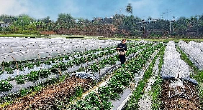 Vườn dâu tây hữu cơ của chị Phan Thị Thanh ở xã Thái Long.