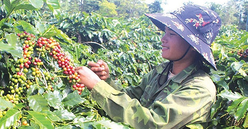 Thu hoạch cà phê ở xã Hướng Phùng, huyện Hướng Hóa, tỉnh Quảng Trị.
