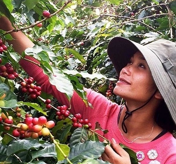 Thu hoạch cà phê Pun coffee.