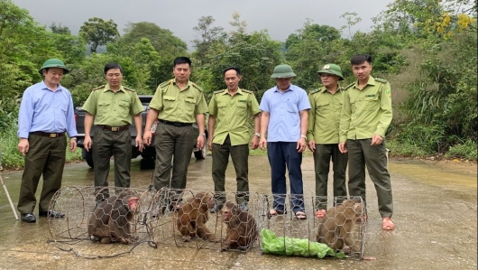 Bắc Giang: 4 cá thể khỉ quý hiểm được lực lượng kiểm lâm thả về rừng tự nhiên