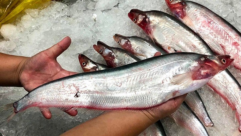 Loài cá đặc sản sông Sở Thượng có tên là gì mà bán 300.000 đồng/kg vẫn đắt hàng
