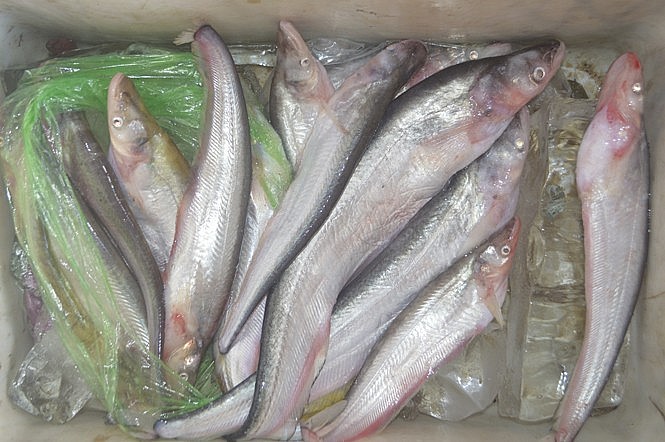 Loài cá đặc sản sông Sở Thượng có tên là gì mà bán 300.000 đồng/kg vẫn đắt hàng