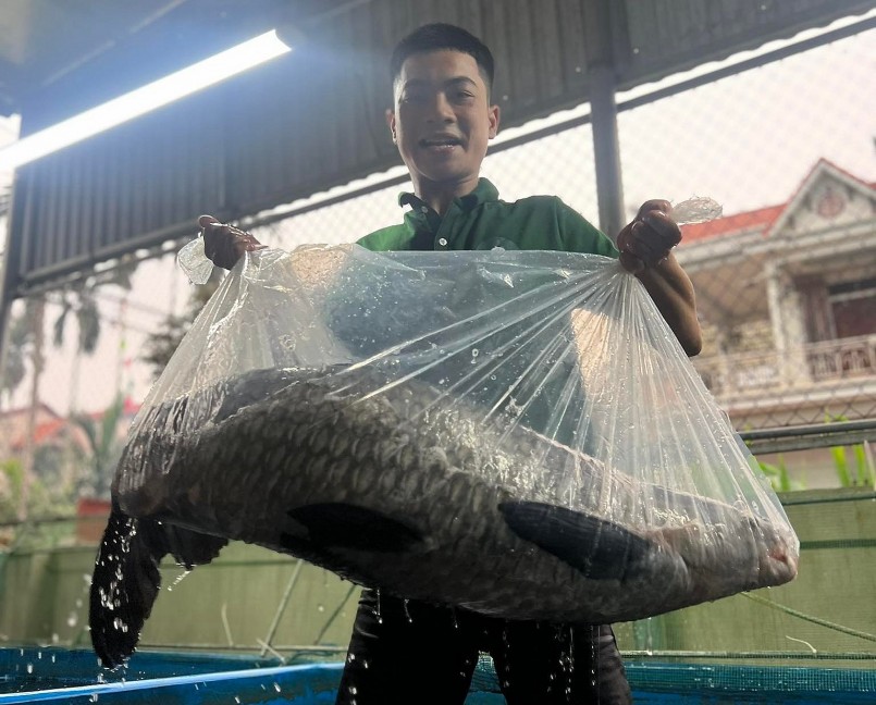 Mỗi con cá trắm đen dài đến 1,2m, nặng hơn 30kg.