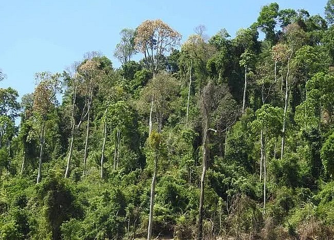 Quần thể cây ươi tại xã Phước Xuân, huyện Phước Sơn, tỉnh Quảng Nam.