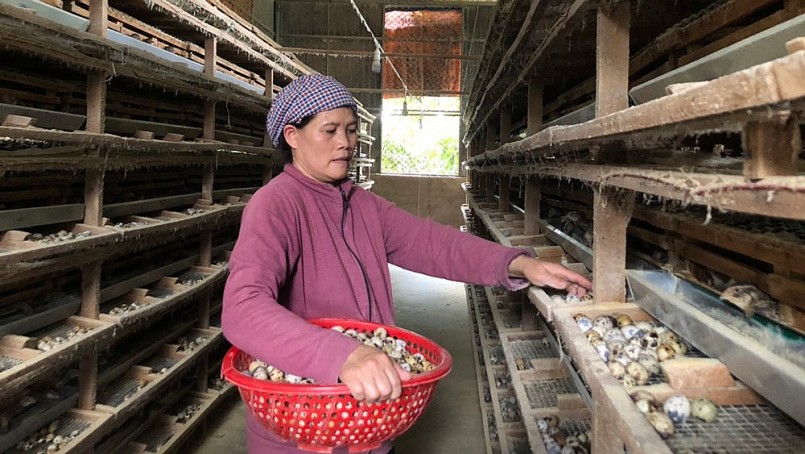 Chị Vũ Thị Loan thu trứng cút