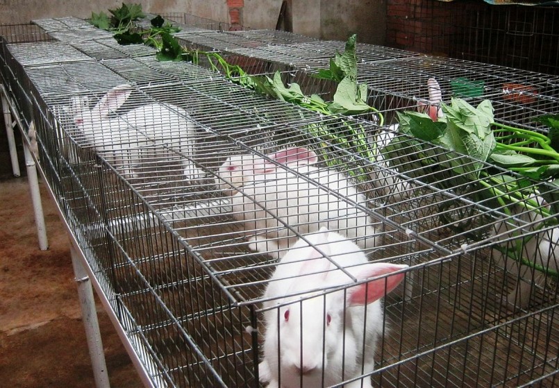 Cách chăm sóc thỏ trong mùa hè nắng gắt