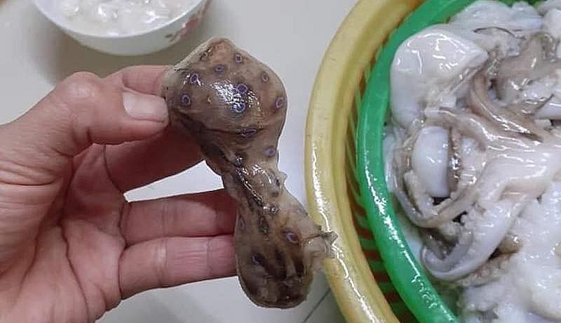Bạch tuộc đốm xanh là sinh vật biển độc nhất thế giới
