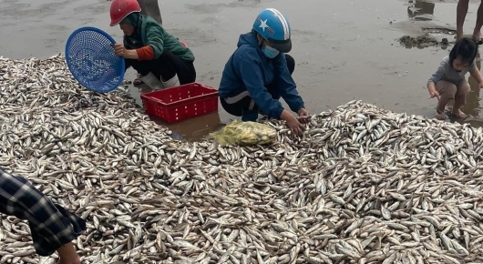 Nghi Sơn (Thanh Hoá): Ngư dân trúng đậm hàng tấn cá đù biển