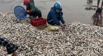 Nghi Sơn (Thanh Hoá): Ngư dân trúng đậm hàng tấn cá đù biển