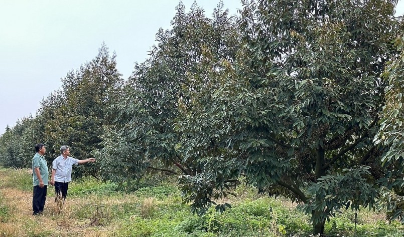 Vườn sầu riêng rộng hơn 16ha của anh Nguyễn Thanh Nhàn đang được sản xuất theo tiêu chuẩn VietGap.