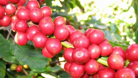 Giá nông sản hôm nay 18/4: Cà phê tăng khởi sắc chạm mốc 51.000 đồng/kg, hồ tiêu ổn định chờ thời