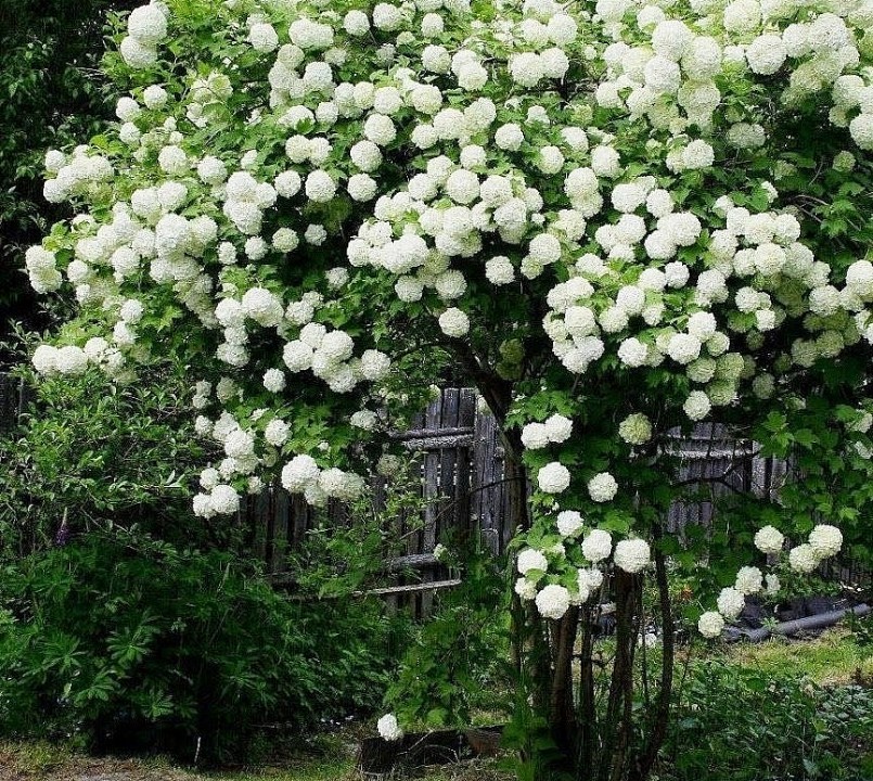 Cây cẩm tú cầu thân gỗ được coi là một báu vật của khu vườn nên rất đáng trồng.
