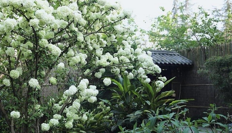 Cây cảnh cẩm tú cầu thân gỗ nở hoa trắng muốt.