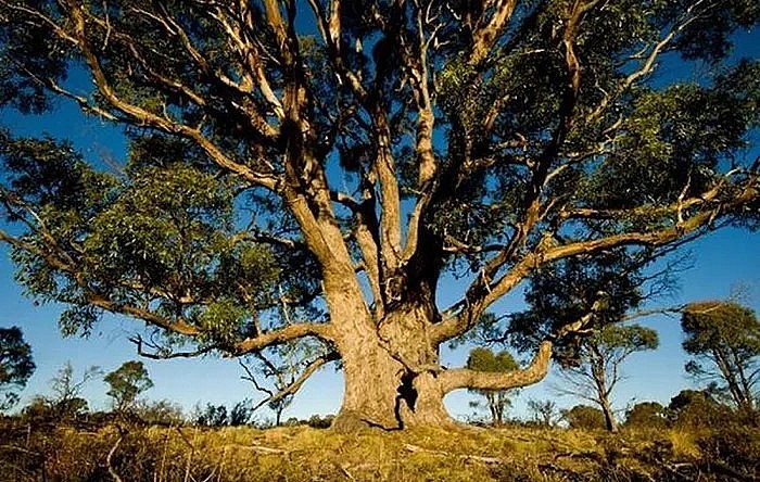 Cây bạch đàn có khả năng hút vàng lên lá (Eucalyptus marginata) ở Úc.