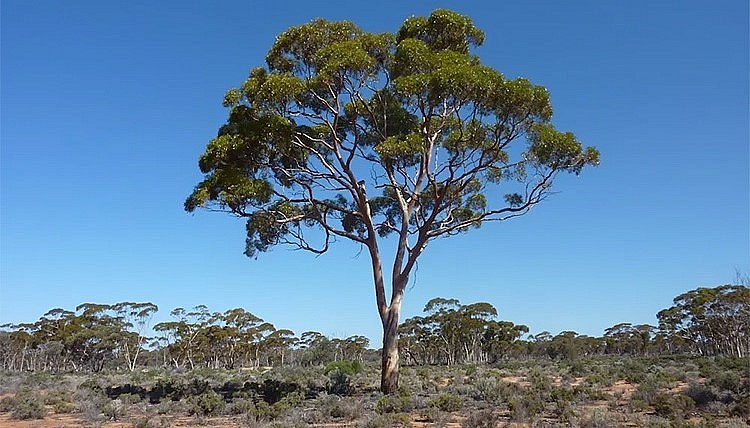 Một cây bạch đàn mọc ở vùng hoang dã Australia.