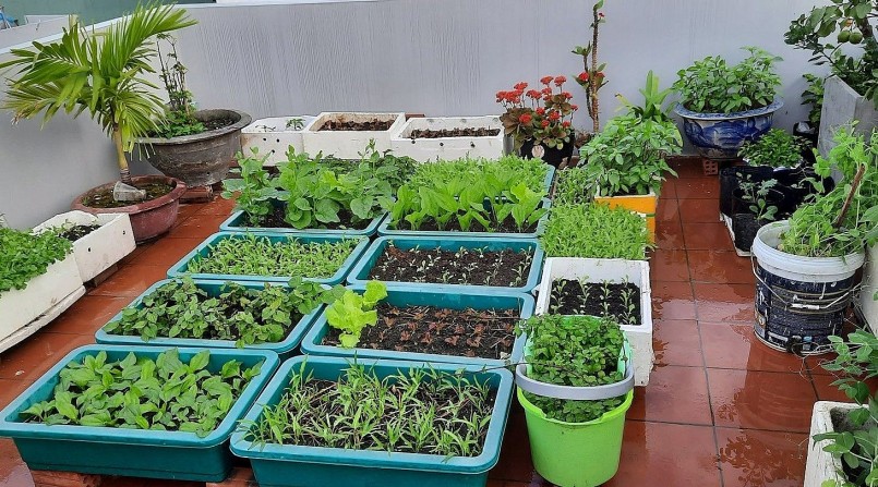 Vườn sân thượng của chị Nguyễn Thị Lan hình thành, ban đầu chỉ là các loại rau xanh theo mùa, được trồng trong 6 chậu nhựa.